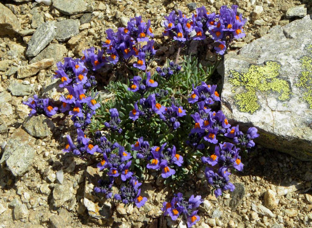 Corydalis solida (Papaveraceae)